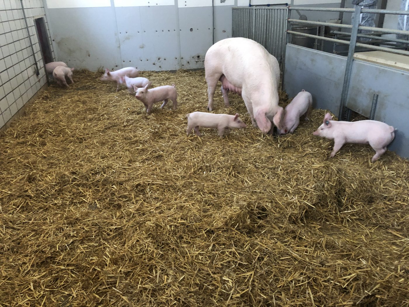 Gruppensäugebucht © Markus Danner