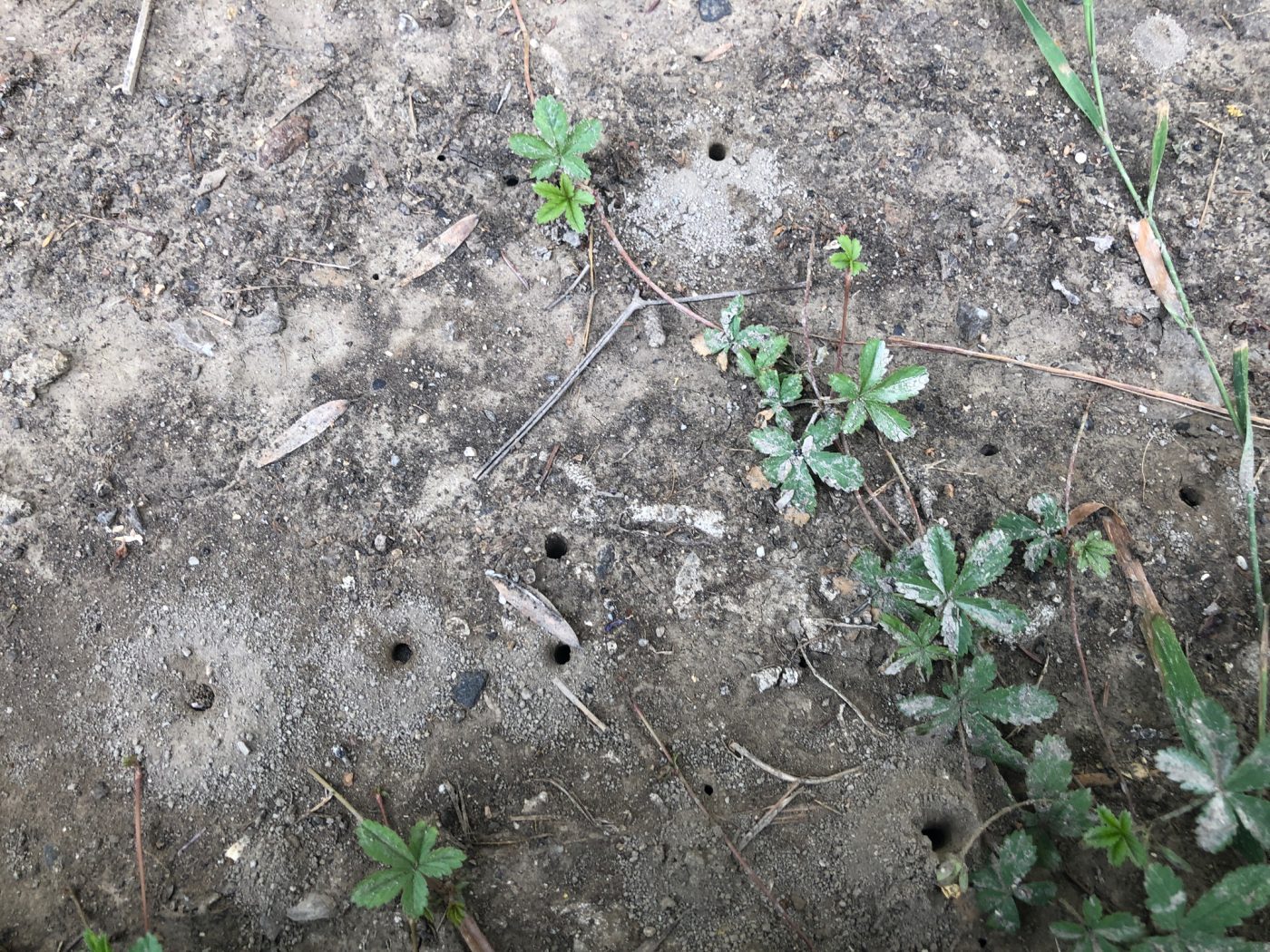 Wildbienenheim in geschütztem Erdreich © Markus Danner