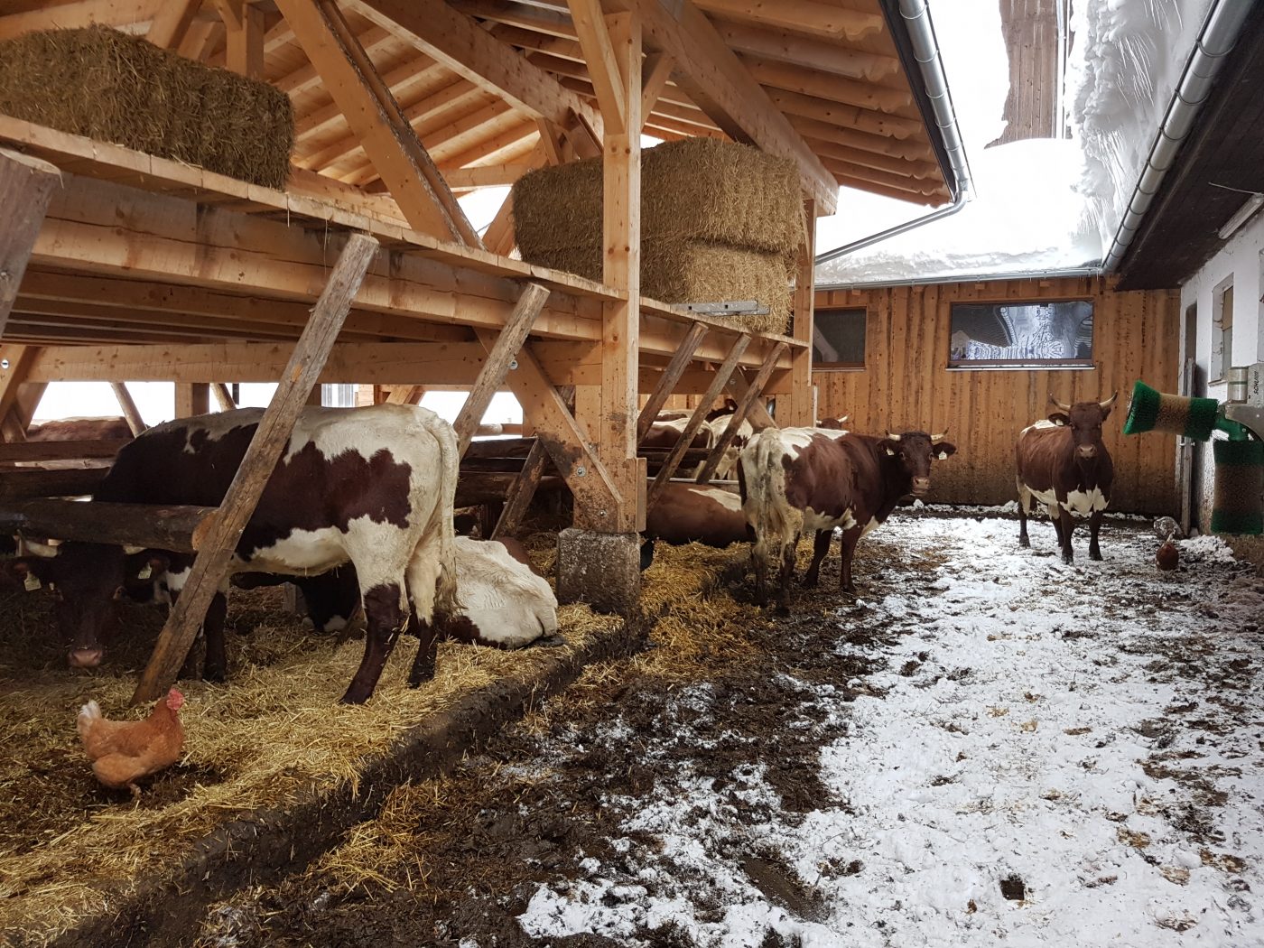 Außenklimastall mit höchstem Tierkomfort. © Promegger