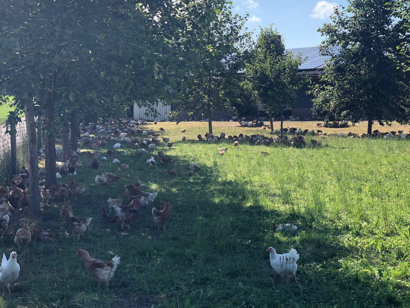 Chillen im Baumschatten © Markus Danner
