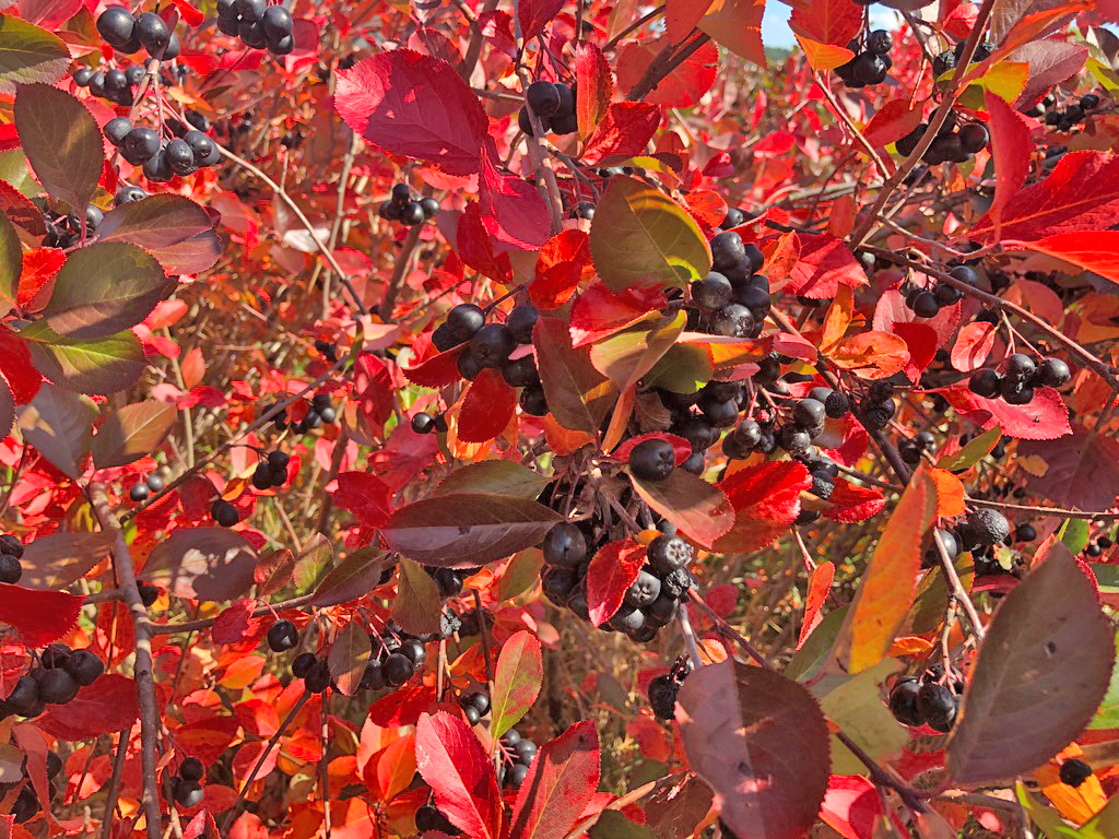 feuerroter Aroniastrauch mit reifen Beeren © Markus Danner