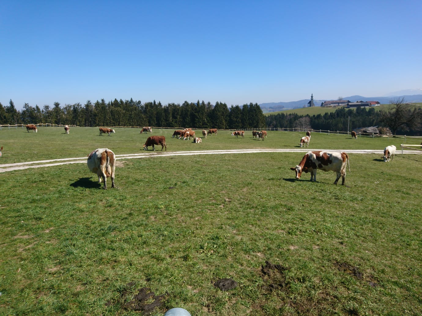 Weide in Sommerholz © Greischberger